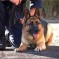 Szolgálati kutyákat venne a rendőrség